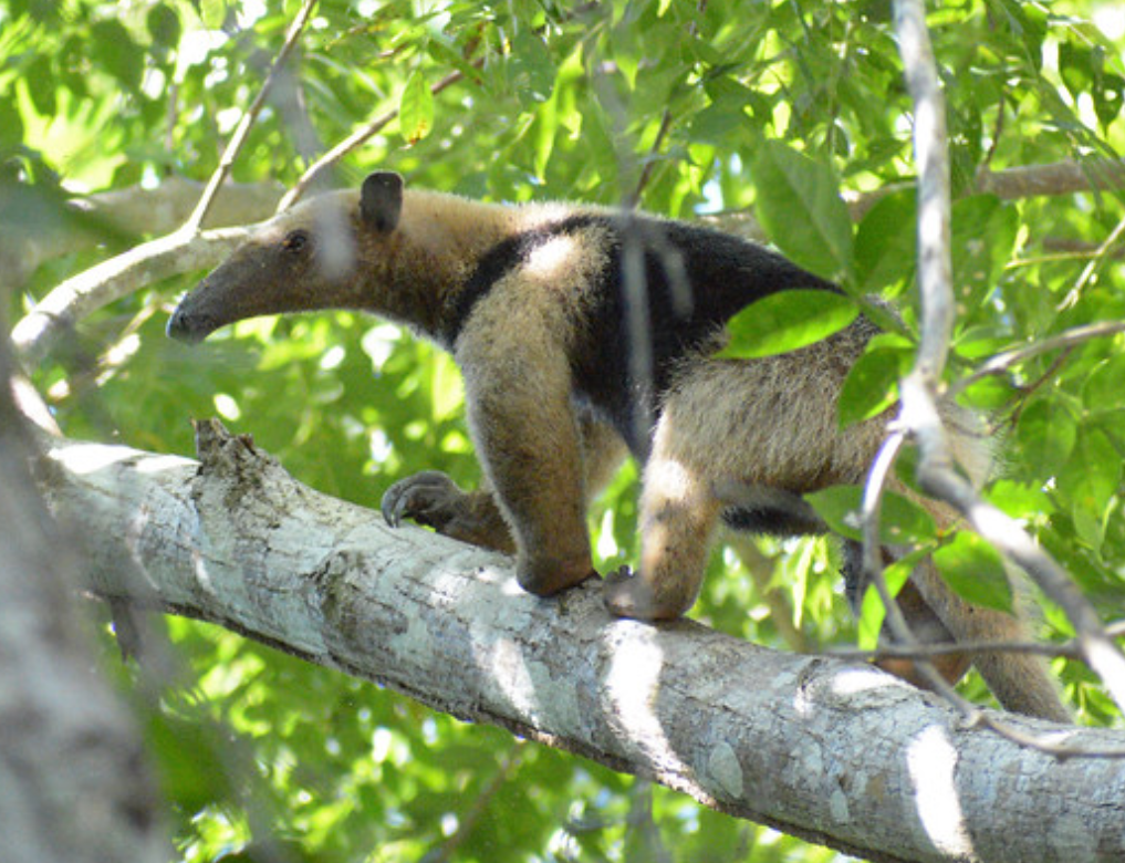  p>中美小食蚁兽(学名: i>tamandua mexicana /i>):是哺乳纲,贫齿目的