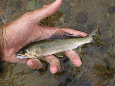  p data-id="gnbxa81rus">香鱼(学名: i>plec