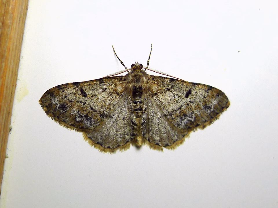 网褥尺蛾东北亚种