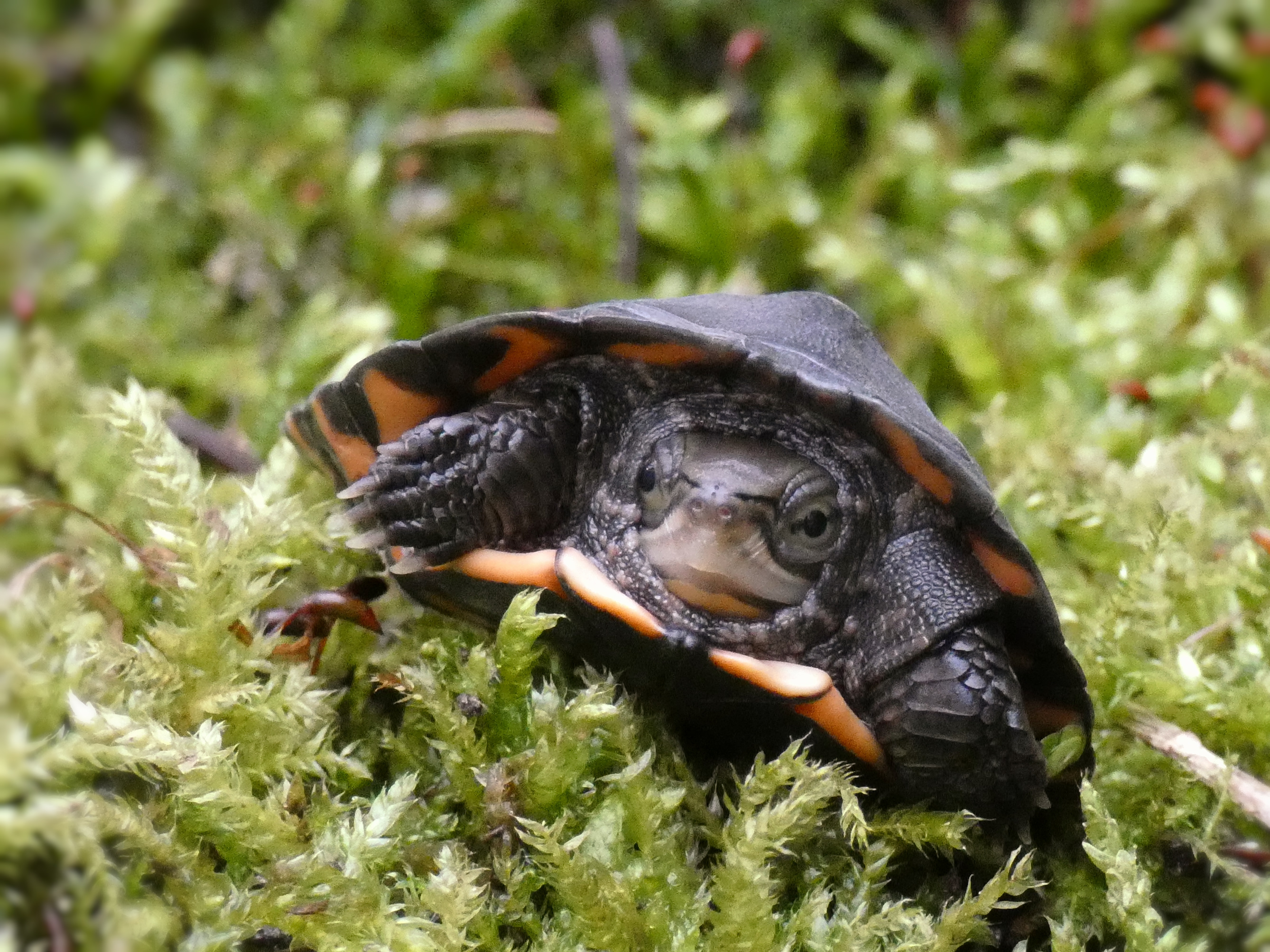 zhou`s box turtle