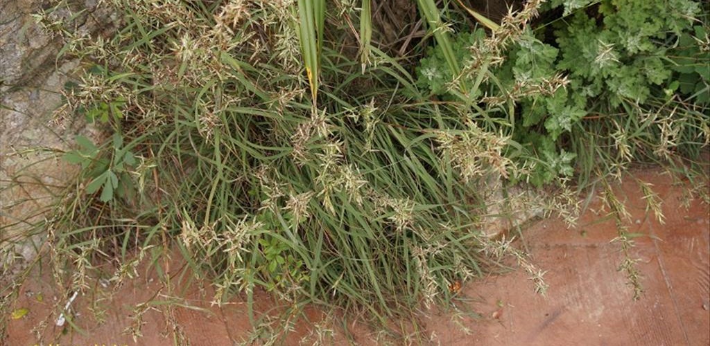  p>橘草(学名: i>cymbopogon goeringii /i> (steud.) a.