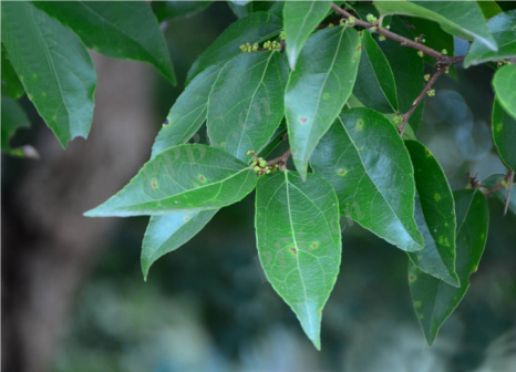 柞木（杨柳科柞木属植物）_百度百科