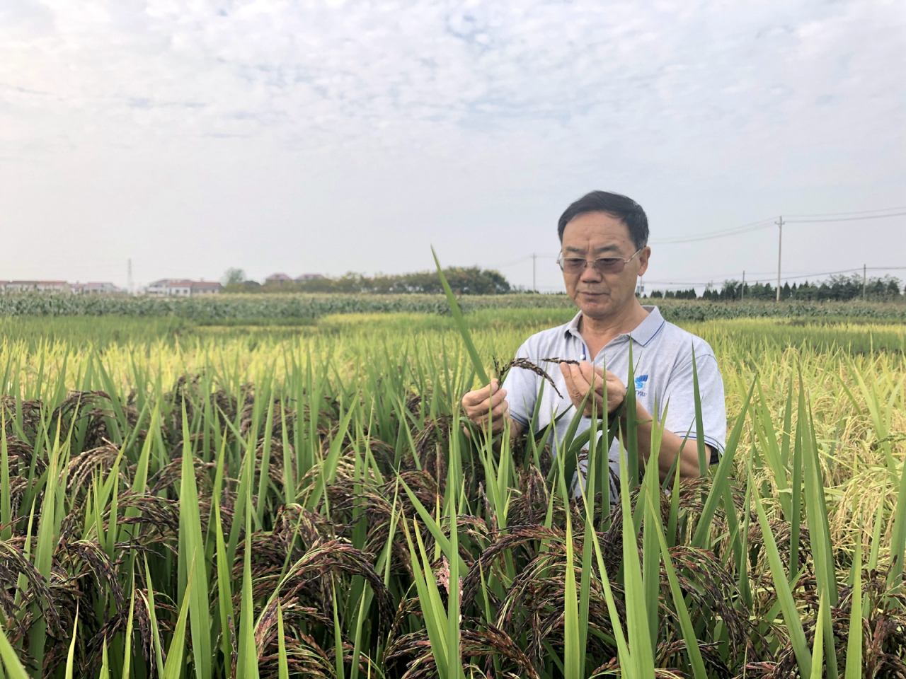 张启发（中国科学院院士、植物遗传和分子生物学家）_百度百科