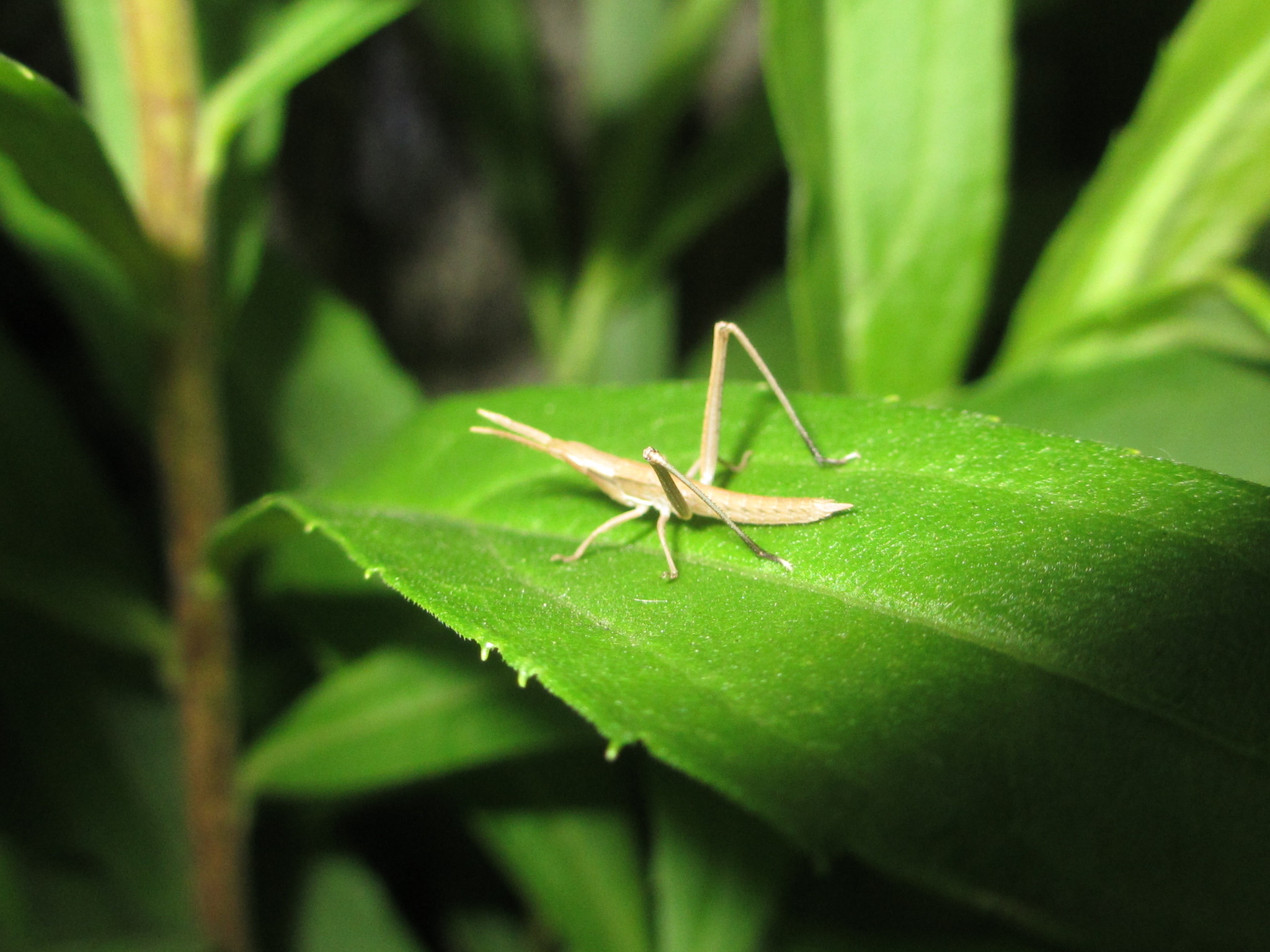  p>中华剑角蝗(学名: i>acrida cinerea /i>)是剑角蝗科,剑角蝗属昆虫