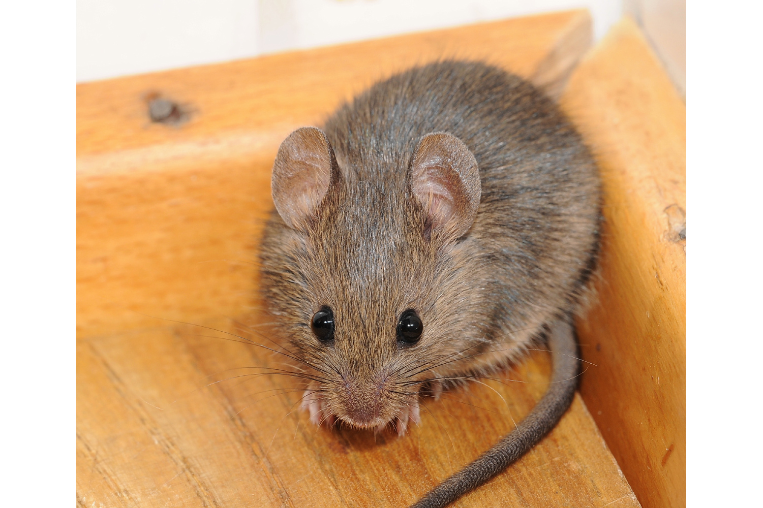  p>莫特拉鼠是一种长相与 a target="_blank" h