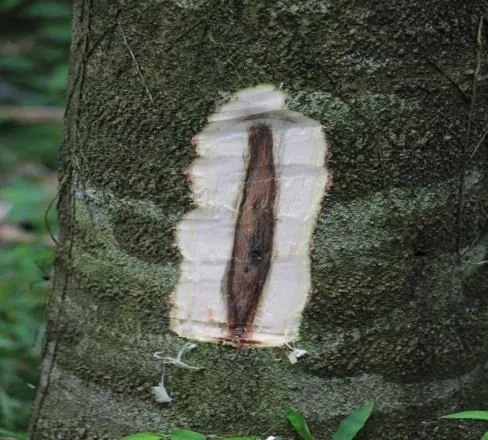 奇楠”和“沉香”，到底如何分辨？_百科TA说