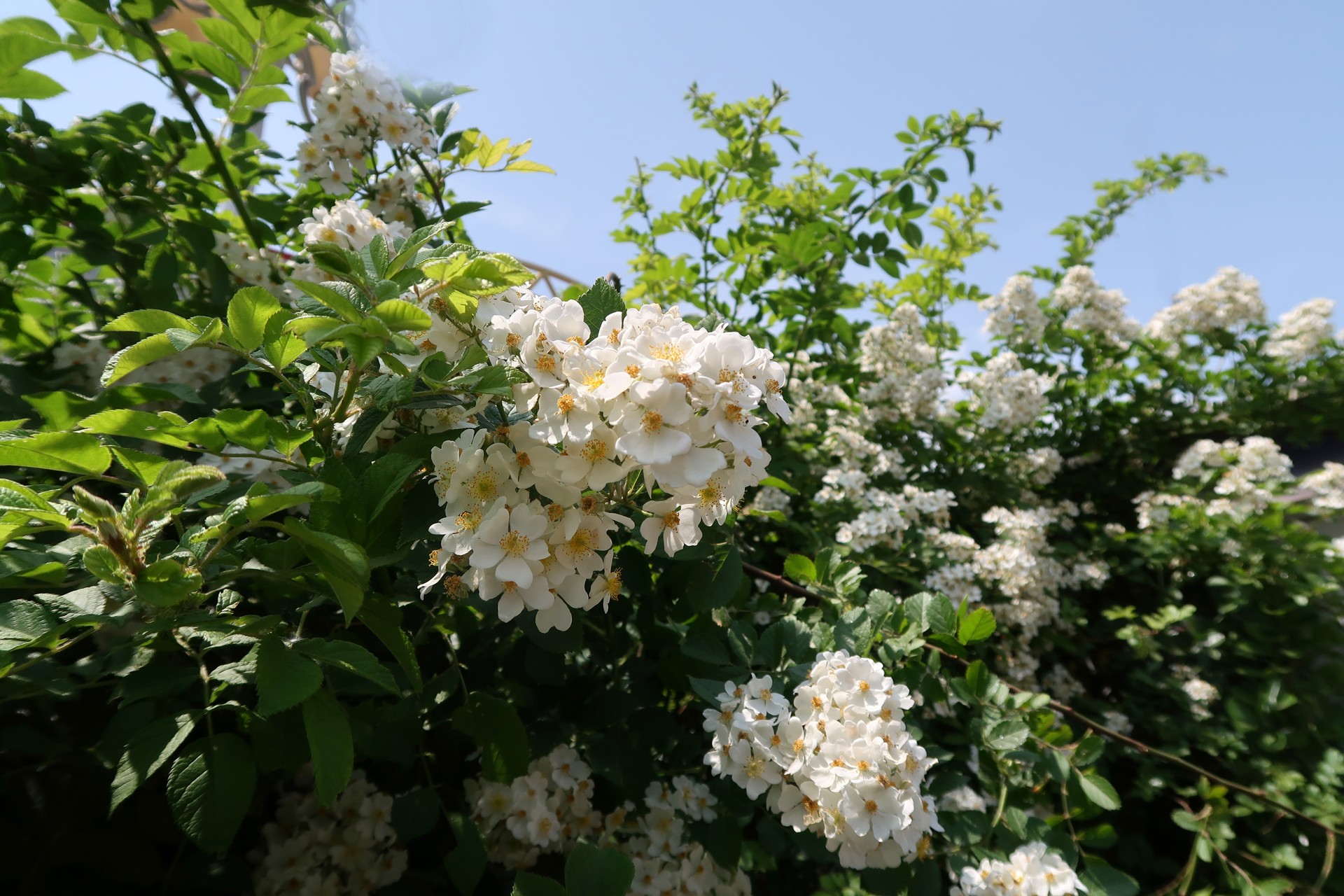 薰衣草之梦蔷薇