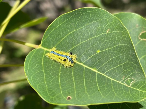  p data-id="gnbiqoc33w">褐边绿刺蛾(学名: i>parasa consocia /i> )