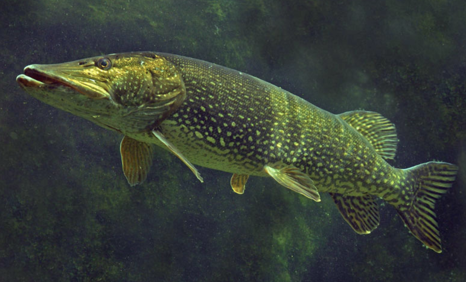  p>白斑狗鱼(学名: i>esox lucius /i>)是狗鱼科,狗鱼属鱼类.