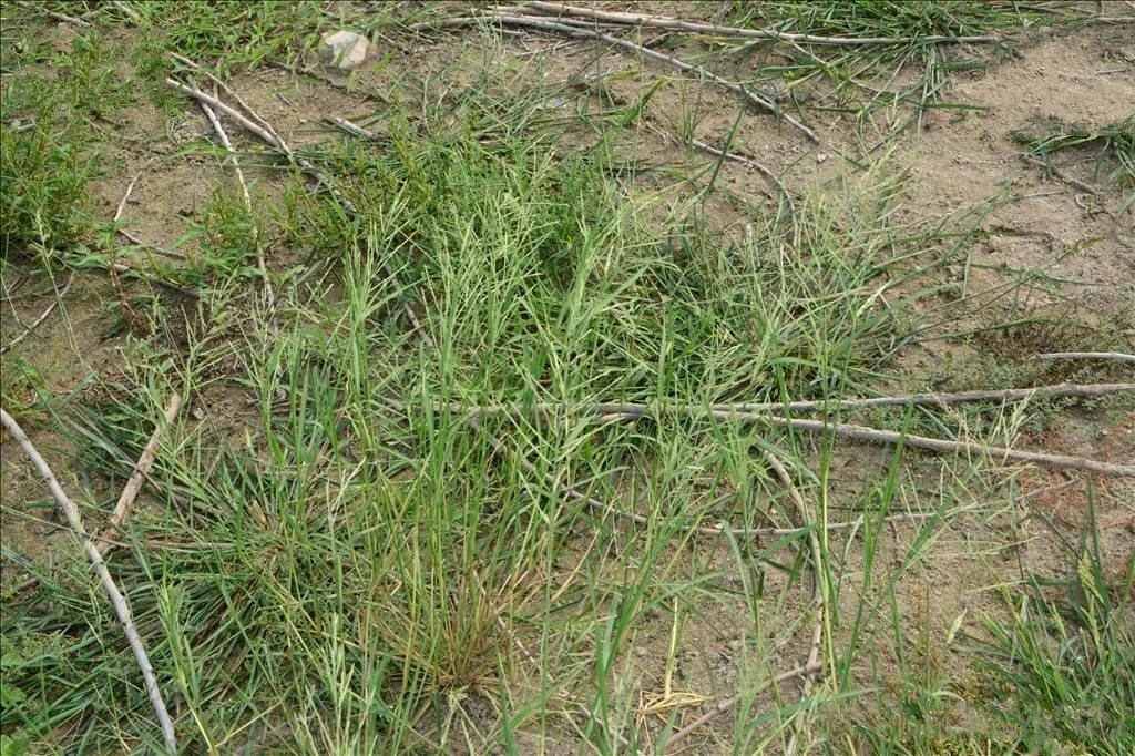 diplachne fusca (l.) beauv.