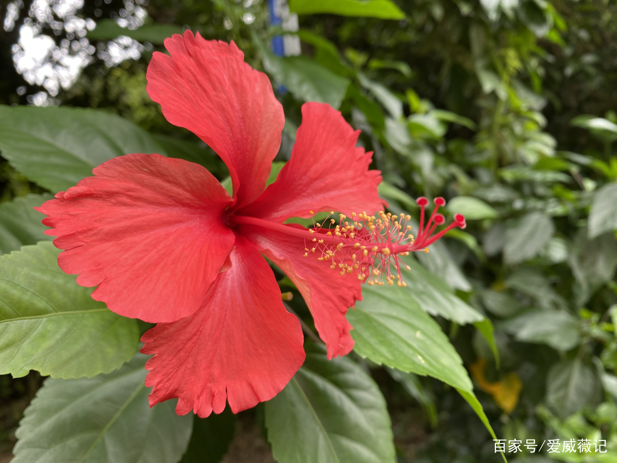 朱槿花 朝开暮落 槿艳繁花满树红 红红火火丰收年 百科ta说