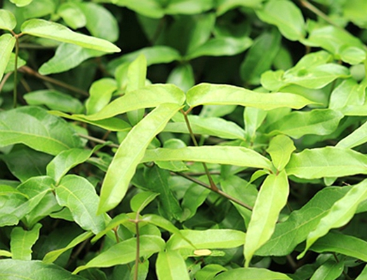  p>三叶青藤(学名: i>illigera trifoliata /i> (griff.