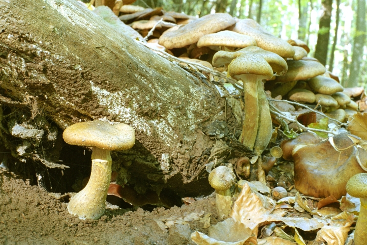  p>苹果树根朽病是由发光小蜜环菌或小蜜环菌侵染所引起的,发生在苹果