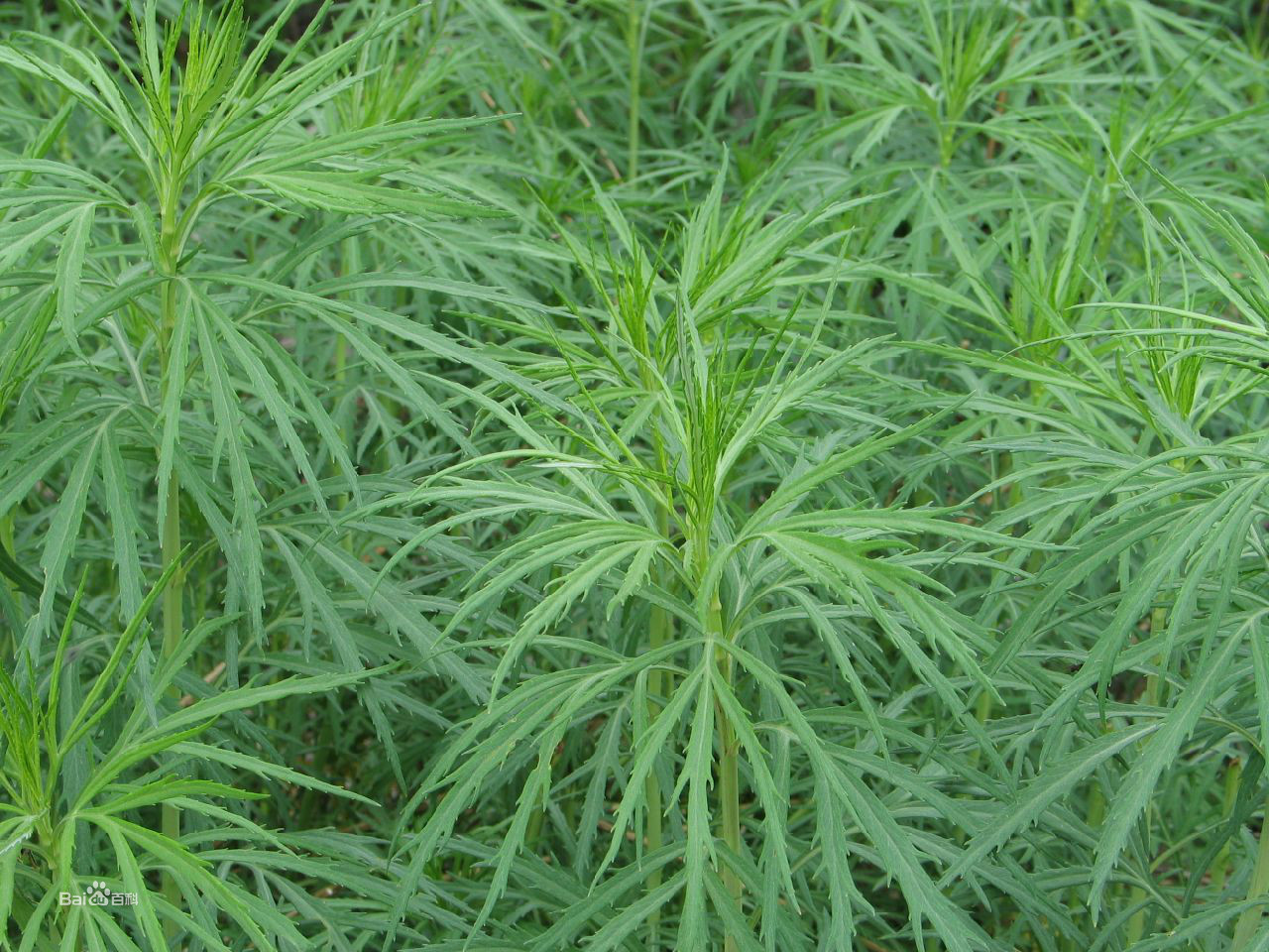  p>柳叶蒿(学名: i>artemisia integrifolia /i> l.