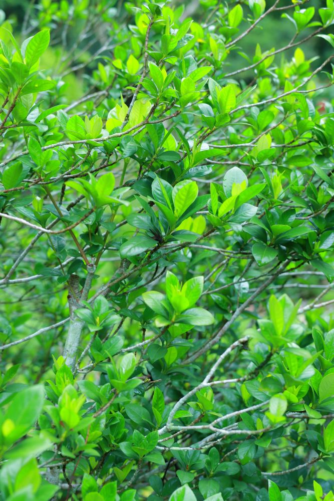 栀子（茜草科、栀子属植物）_百度百科
