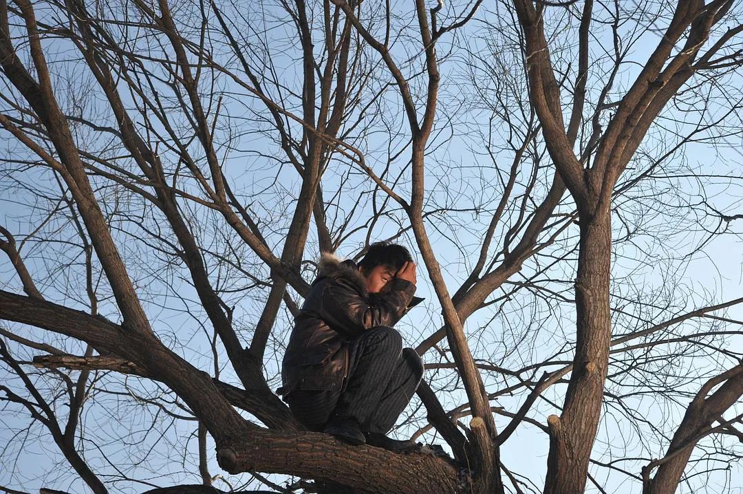 树上有个好地方：他为什么要上树？_百科TA说