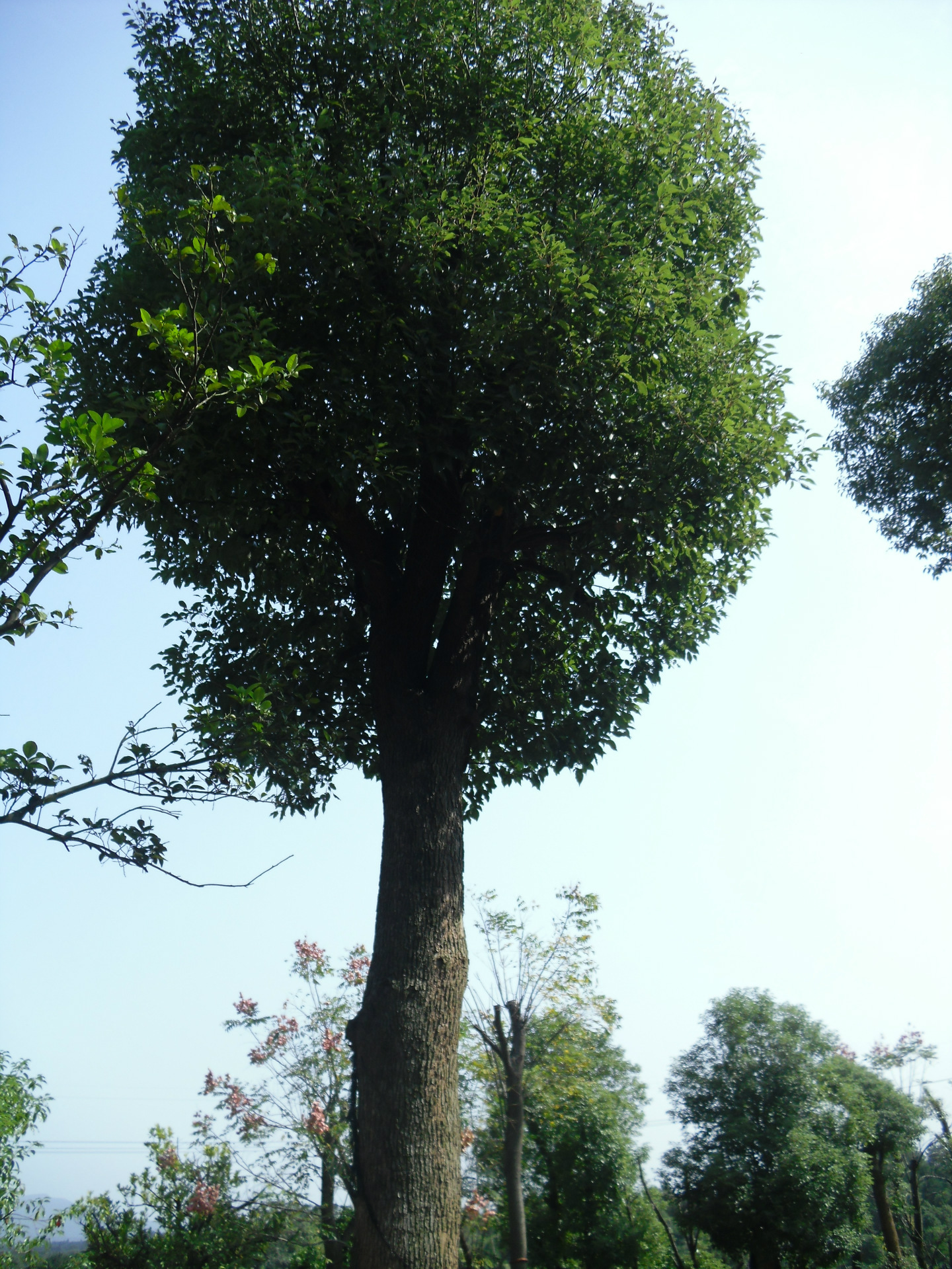 大叶香樟黄山学院1号