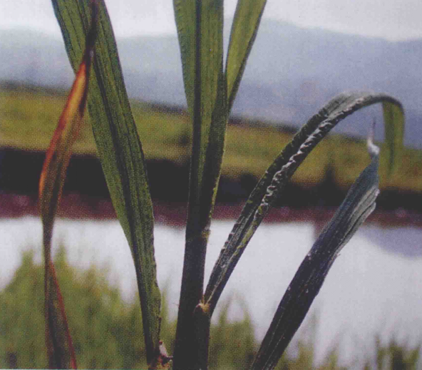 data-id="gnfb9aez4q">水稻黑条矮缩病俗称矮稻,是由水稻黑条矮缩病毒