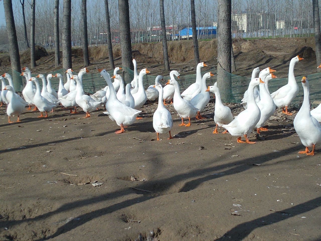  p>豁眼鹅又称五龙鹅,疤拉眼鹅和豁鹅,为白色中国鹅的小型品 a target