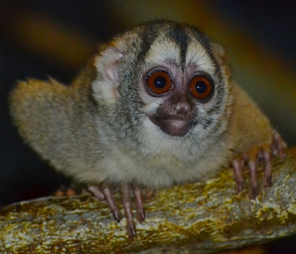  p>鬼夜猴(学名: i>aotus lemurinus /i>)是 a href="#" data-lemmaid