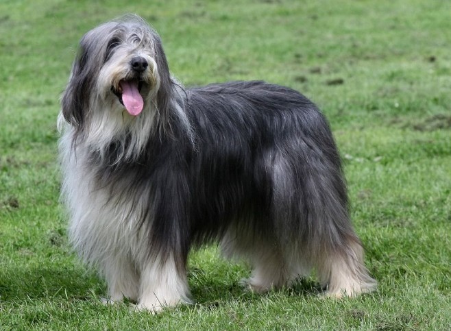 前由水手将 a target="_blank" href="/item/波兰低地牧羊犬/623302"