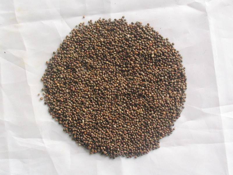  p data-id="taevjvmtb3db">苏子是唇形科紫苏属一年生草本植物紫苏的