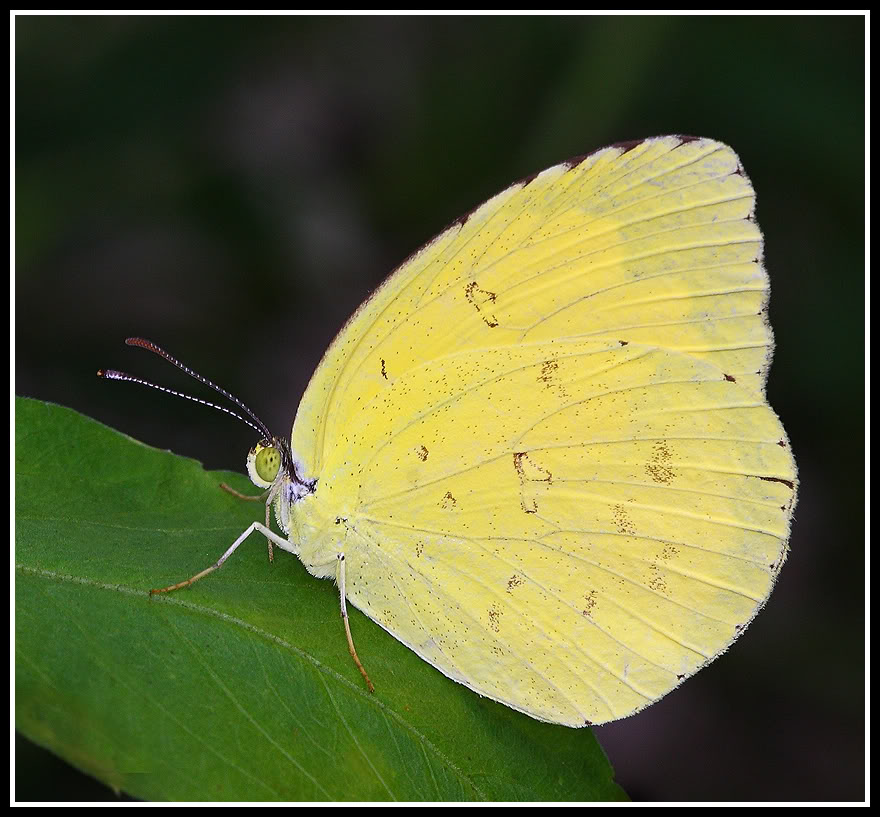  p>宽边黄粉蝶,eurema hecabe,是粉蝶科中的一种,分布广泛.