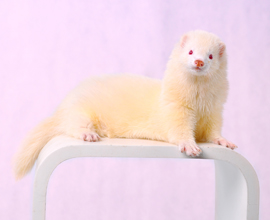 >安哥鲁宠物貂 /a>品种之一,它最具有特色的地方在于它那怕光的红眼睛