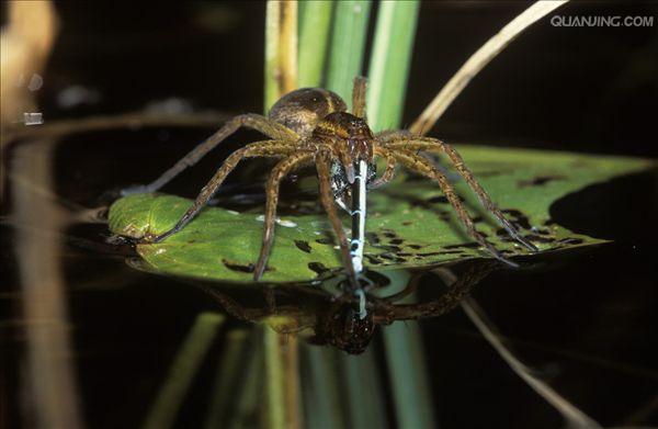  p>捕鱼蛛(dolomedes)属于盗蛛科,又称食鱼蜘蛛,狡蛛,跑蛛等.