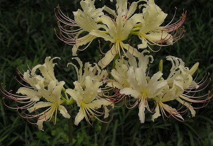 p>稻草石蒜(学名: i>lycoris straminea /i> lindl) a target="