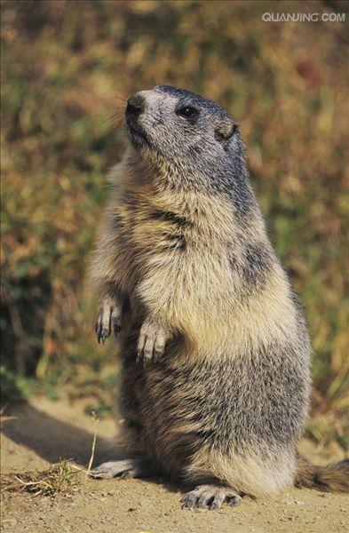  p>喜马拉雅旱獭(学名: i>marmota himalayana /i>)别名哈拉, a href=
