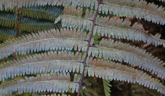 里白（里白科里白属植物）_百度百科