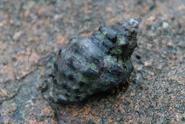  p>疣荔枝螺(拉丁名: i>reishia clavigera /i>),俗称 a href="#"