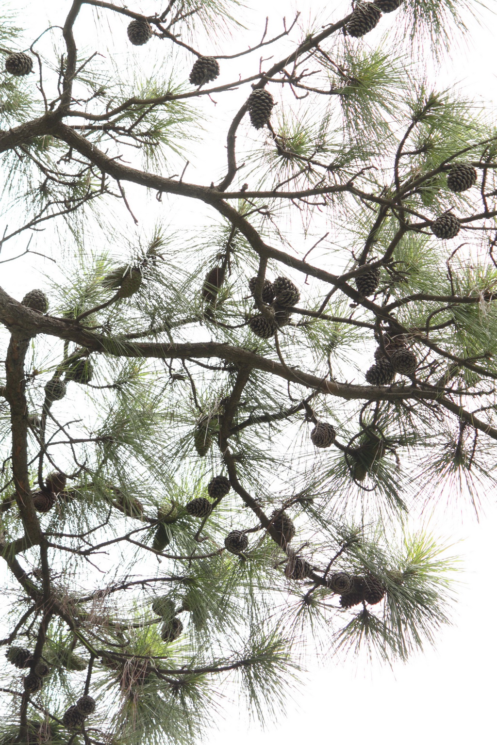  p>加勒比松(学名: i>pinus caribaea /i> morelet )是松科松属植物