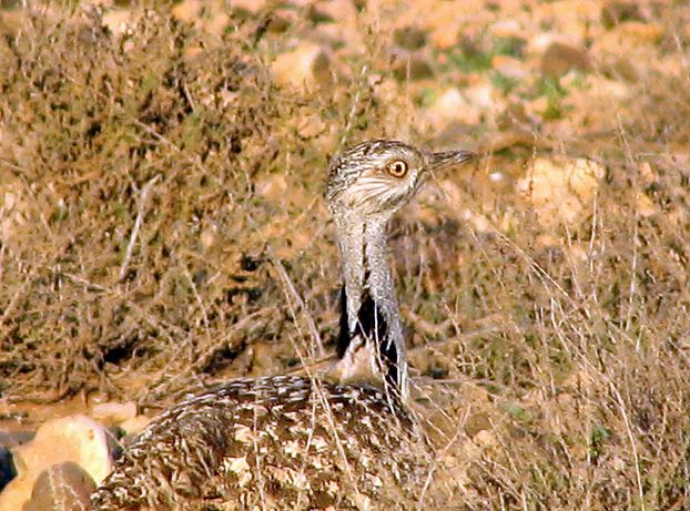  p>翎颌鸨(学名:chlamydotis undulata)体型较 a target="_blank"