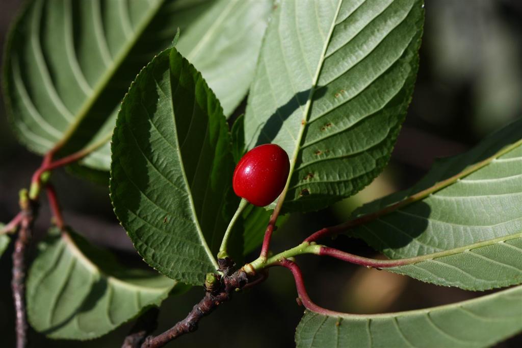  p data-id="tbjjfnz5xbgq">华中樱桃( i>prunus conradinae /i>