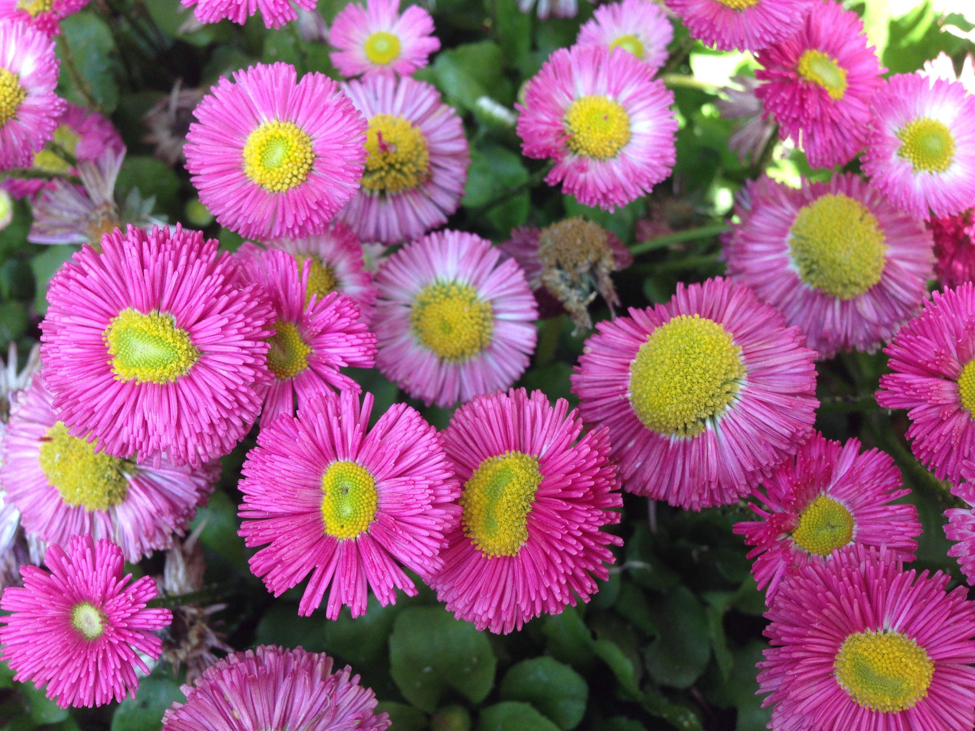  p>翠菊(学名: i>callistephus chinensis /i> (l.