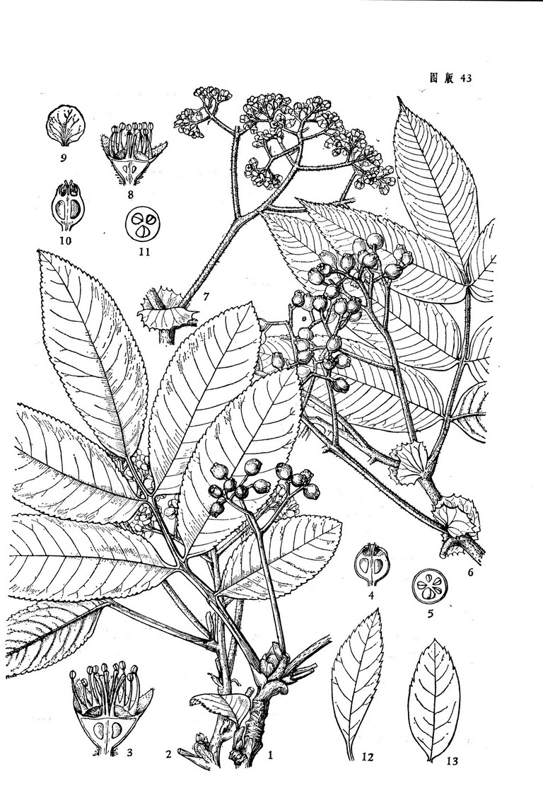 钝齿花楸(原变种)