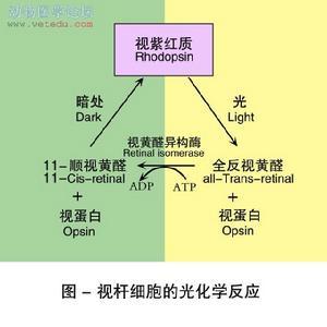光化学效应_百度百科