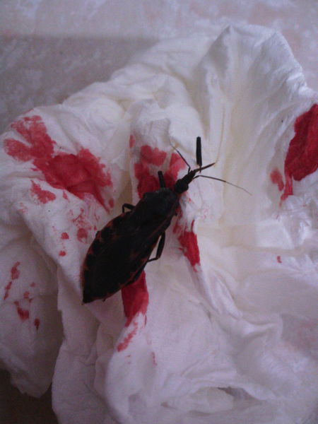  p>锥蝽(triatomine),半翅目 a href="#" data-lemmaid="9384714">异