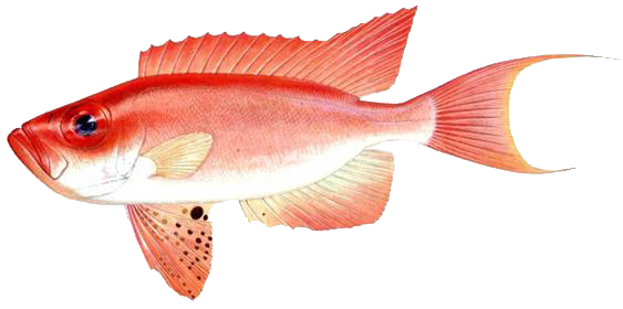  p>长尾大眼鲷, a href="#" data-lemmaid="9409994">俗名 /a>:大眼