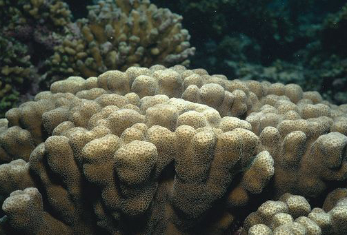 difera /i>(klunzinger,1879),是一种刺胞动物门,珊瑚纲,六放珊瑚亚纲