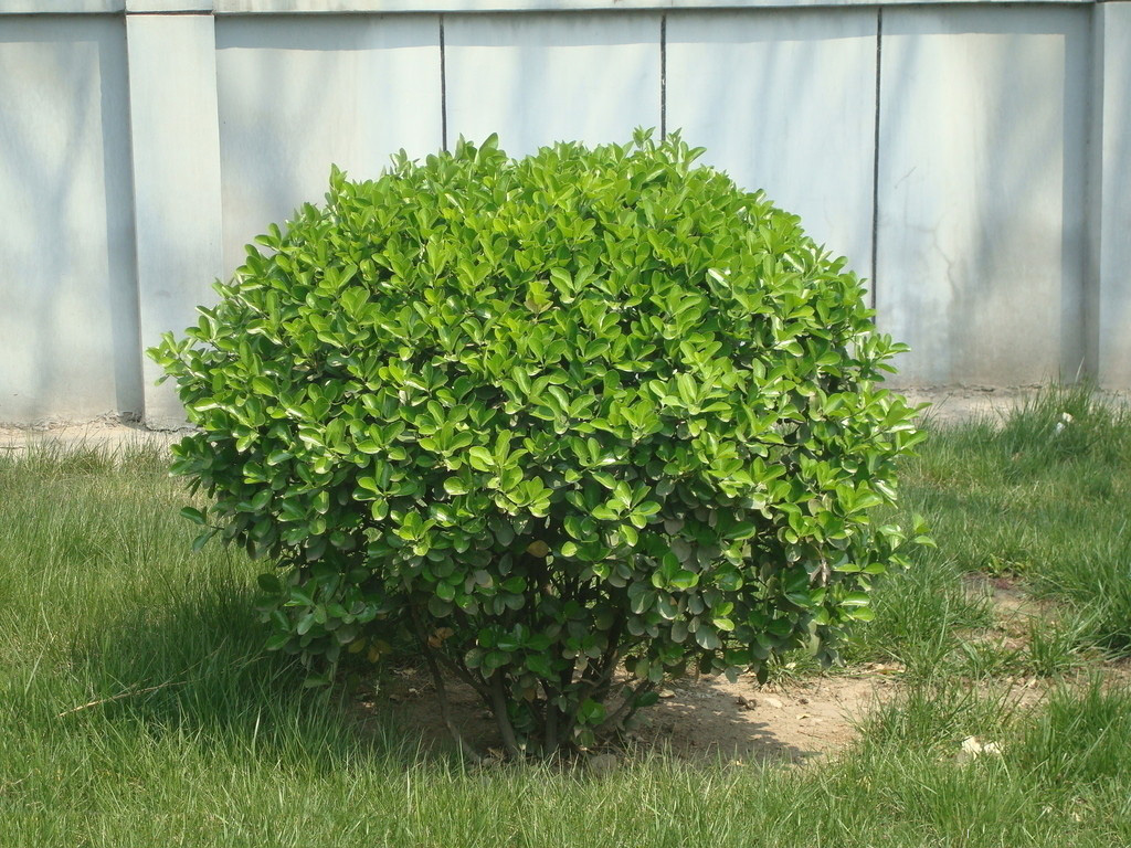  p>冬青(ilex chinensis sims):是 a target="_blank" href="/item/无