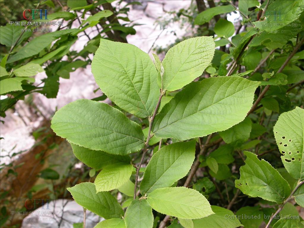  p>牛鼻栓属(学名:fortunearia rehd.