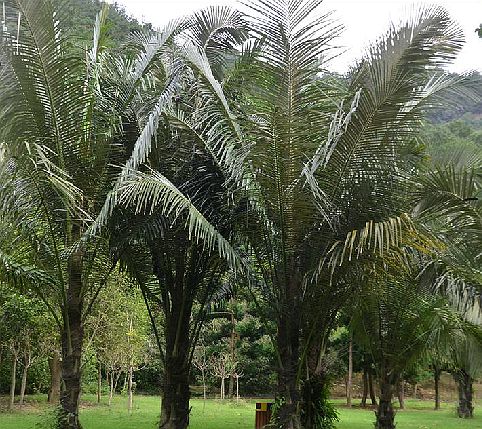  p>砂糖椰子(学名: i> /i> i>arenga pinnata /i> (wurmb.) merr.