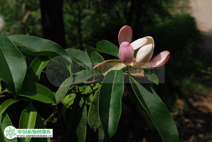 紅花木蓮 百度百科