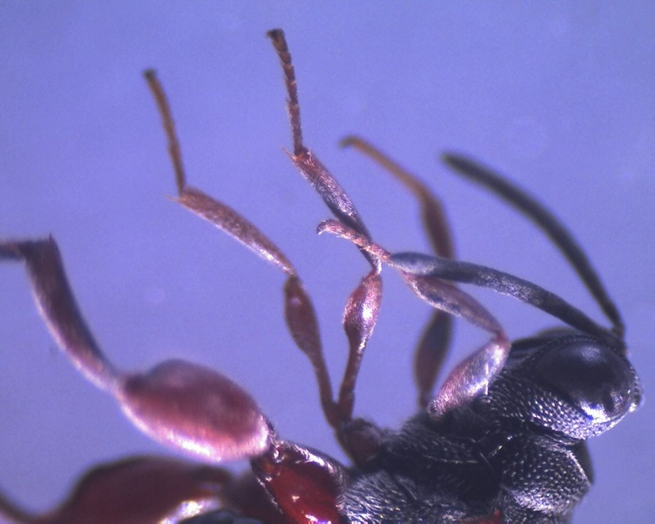  p>附肢,是指 a target="_blank" href="/item/动物/216062" data