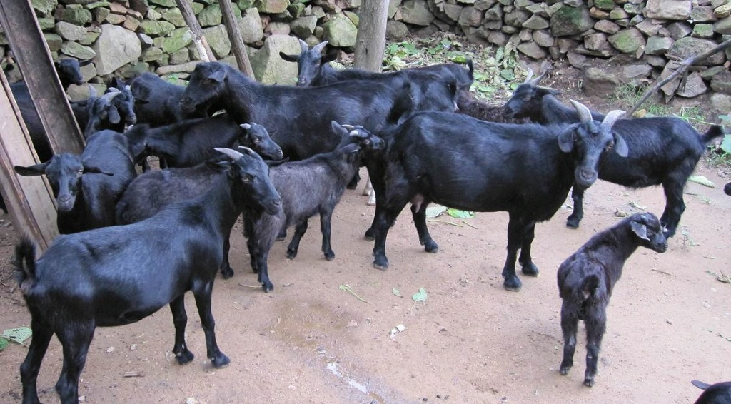  p>麻城黑山羊主要是通过自繁自养,群选群育,长期定向选育发展形成的.