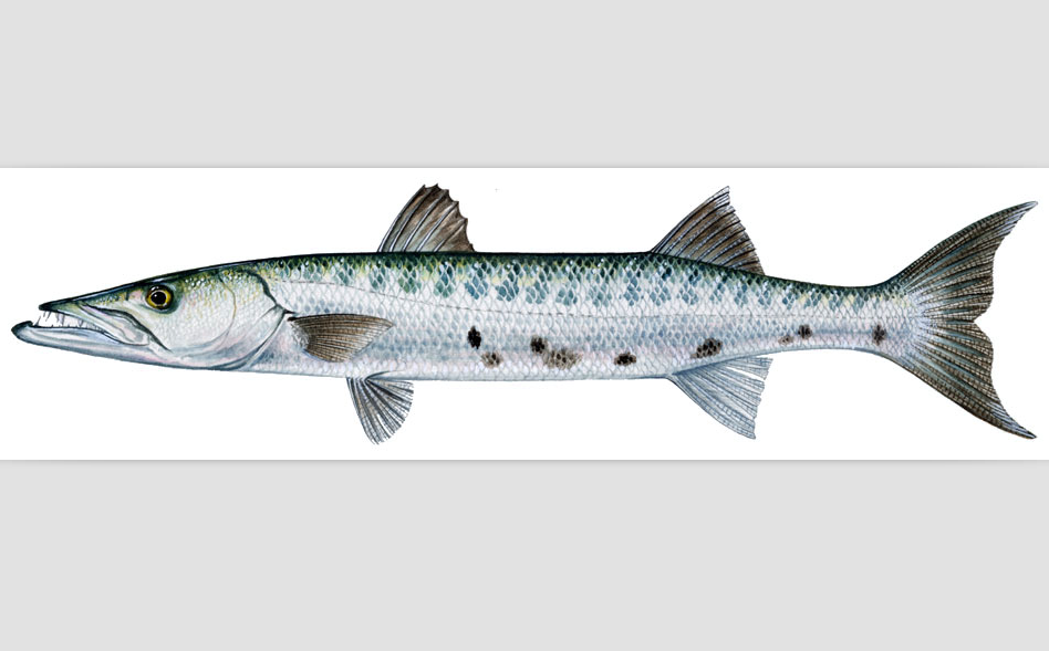 class="ref" data-ctrid="thmcbnassags">梭子鱼又名海狼鱼, /span> 