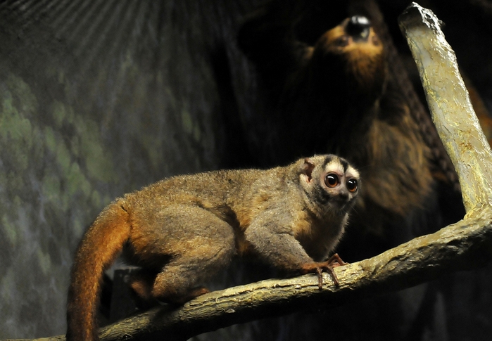  p>鬼夜猴(学名: i>aotus lemurinus /i>)是 a href="#" data-lemmaid